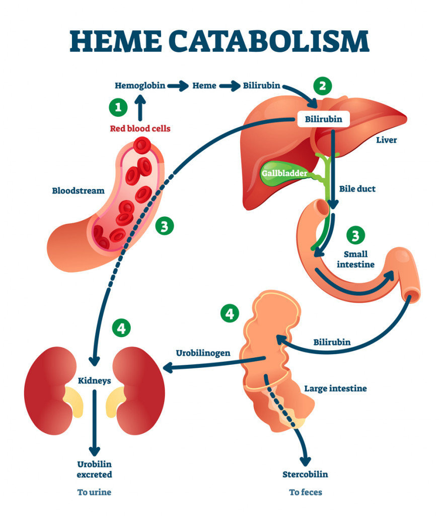 Heme catabolism vector illustration