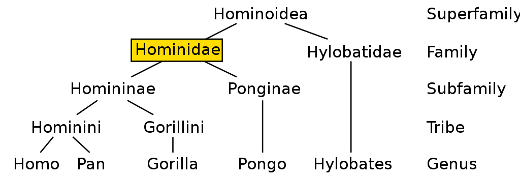 Hominidae chart