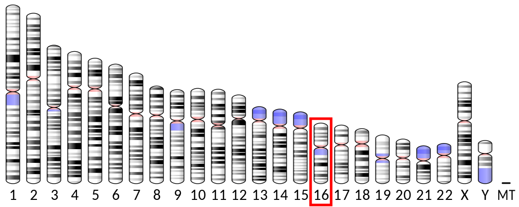 Ideogram human chromosome
