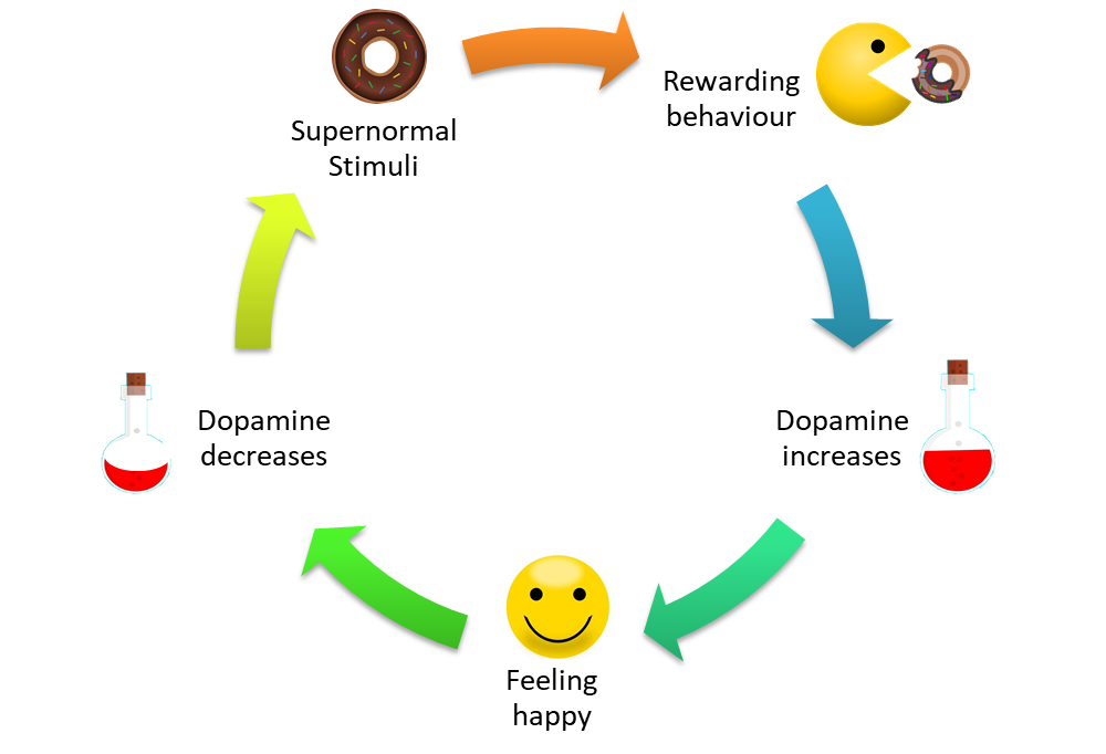 Dopamine reward loop influenced by supernormal stimuli