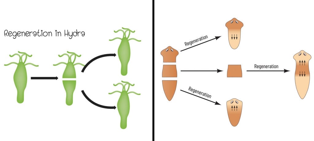 Regenaration in Hydra