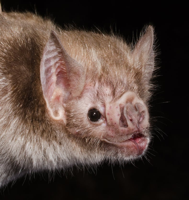 The common vampire bat (Desmodus rotundus) is a small, leaf-nosed bat native to the Americas. It is one of three extant species of vampire bat. This bat mainly feeds on the blood of livestock.