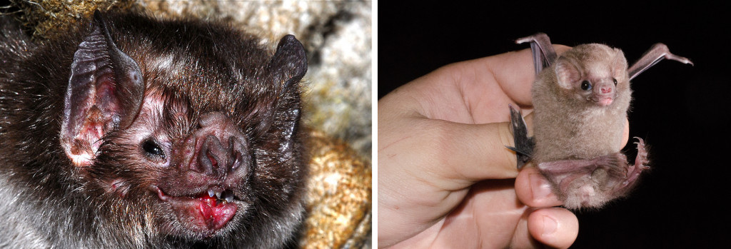 The common vampire bat, White-winged Vampire bat and Hairy-legged Vampire Bat