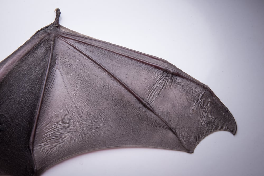 Bats,'s,Wing