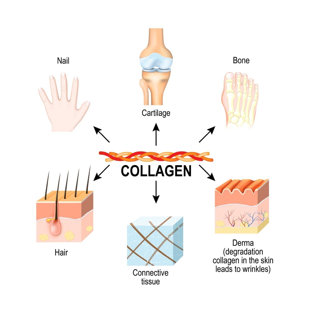 Collagen is the structural protein in the: connective tissues, cartilages, bones, nails, derma and hair. Synthesis and types of collagen. illustration for medical, science, educational use. skincare