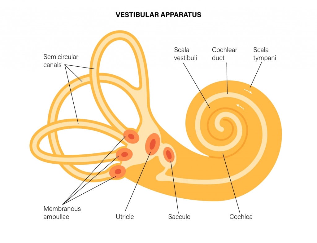 vestibular-apparatus-anatomy-semicircular-canals-membranous