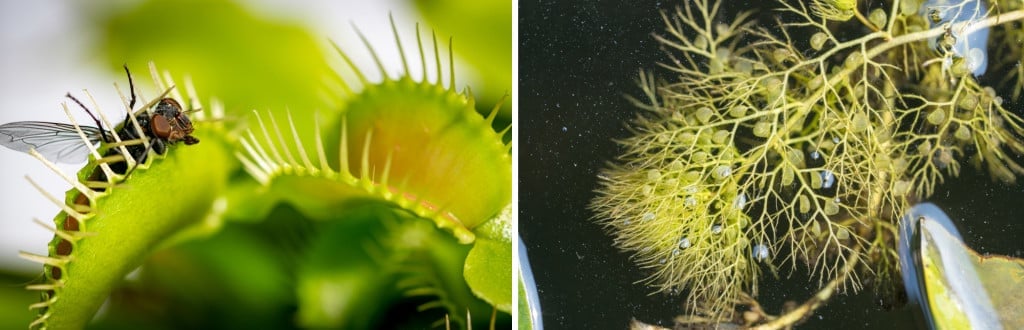 A Venus fly trap with a fly trapped between its jaws