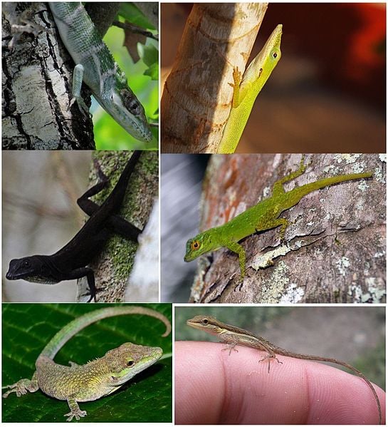 Anolis ecomorphs examples