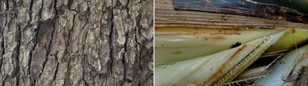 Corteccia di un albero contro stelo di pianta di banana