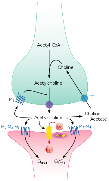 Cholinergic synapse