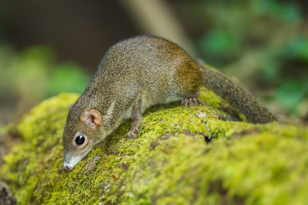 Close,Up,Of,Common,Treeshrew(tupaia,Glis),In,Forest,Of,Thailand