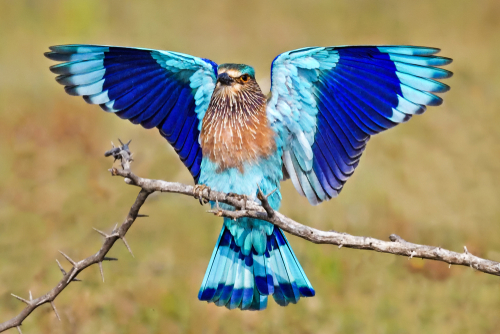 Indian,Roller,Landing,On,A,Perch