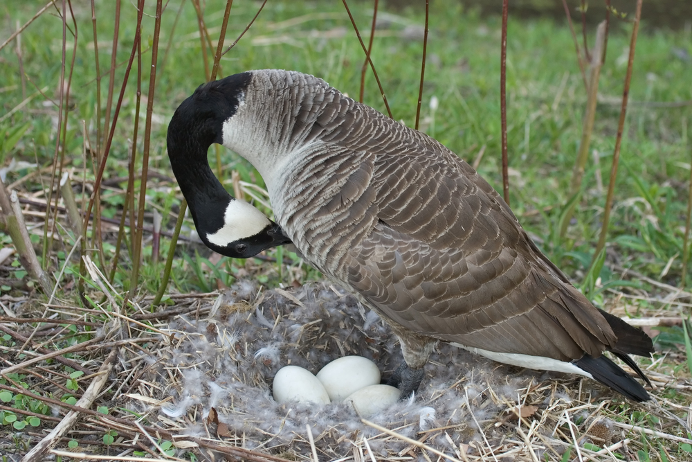 Mother,Goose,Incubating,A,Clutch