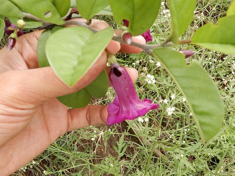 Nectar robbing