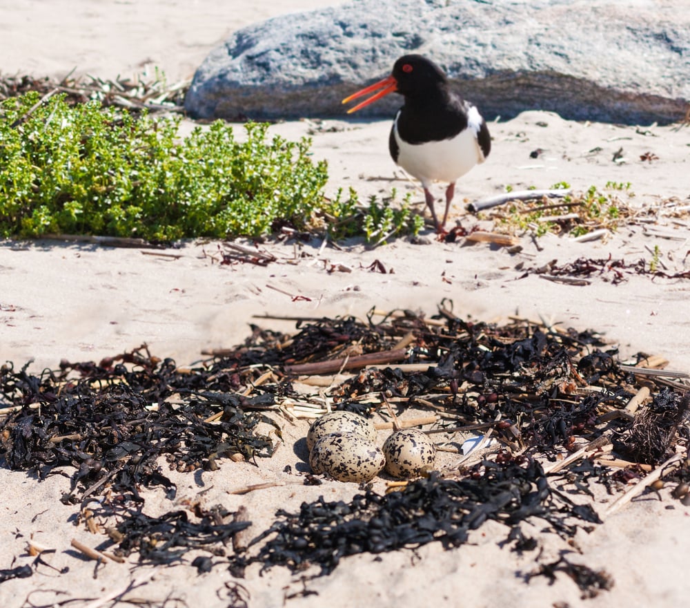 Oystercatcher,Protects,Laid,Eggs