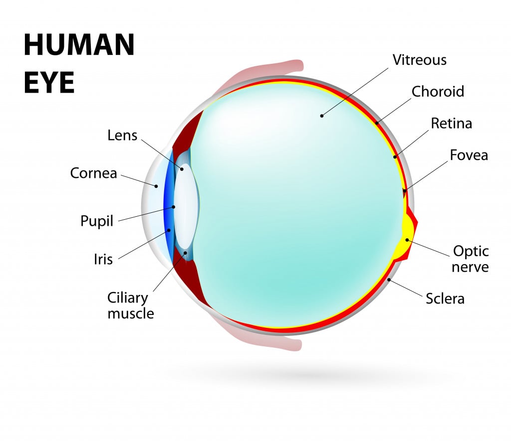 Schematic diagram of the human eye