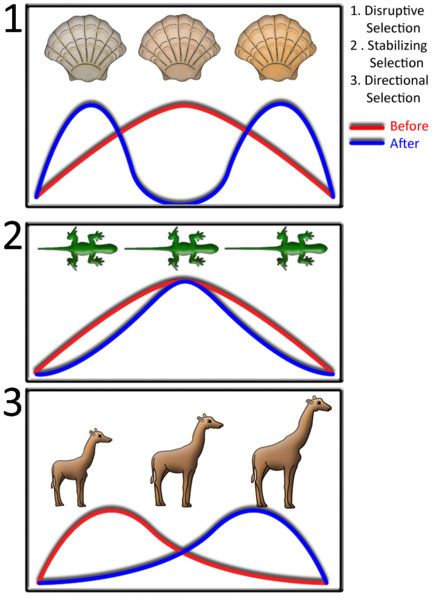 Selection Types Chart