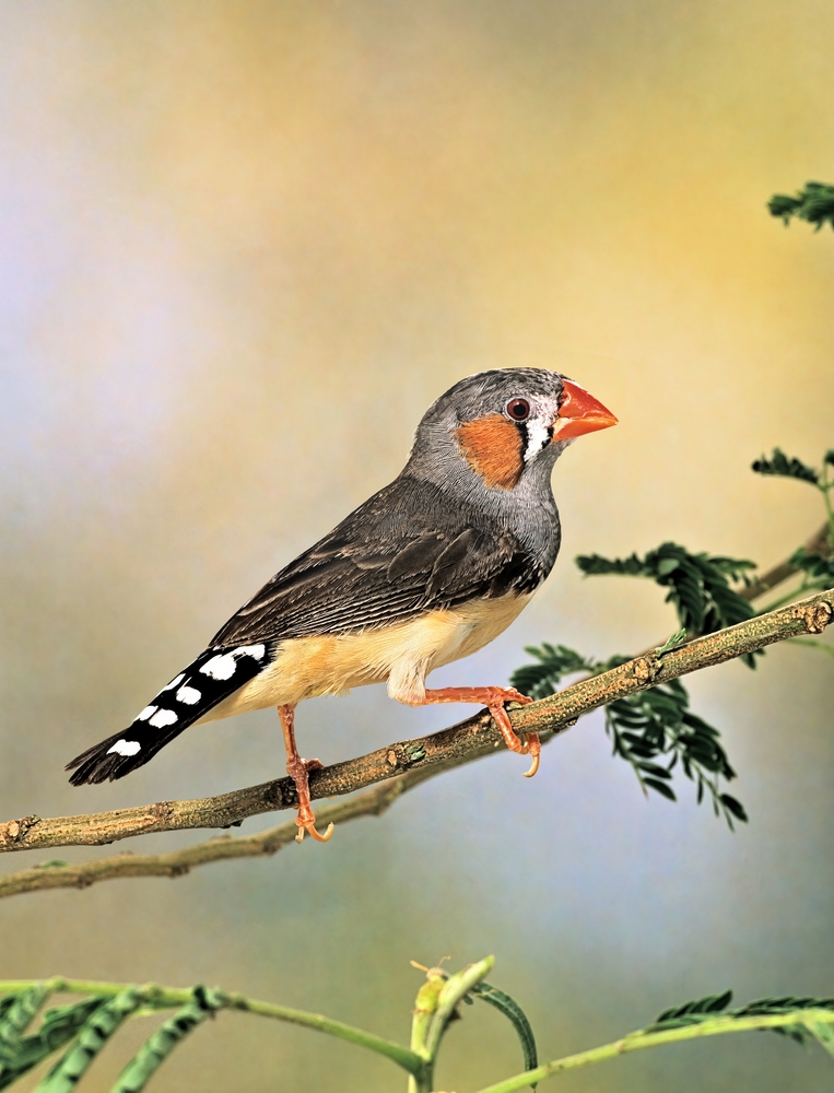 Taeniopygia,Guttata,-,Sunda,Zebra,Finch