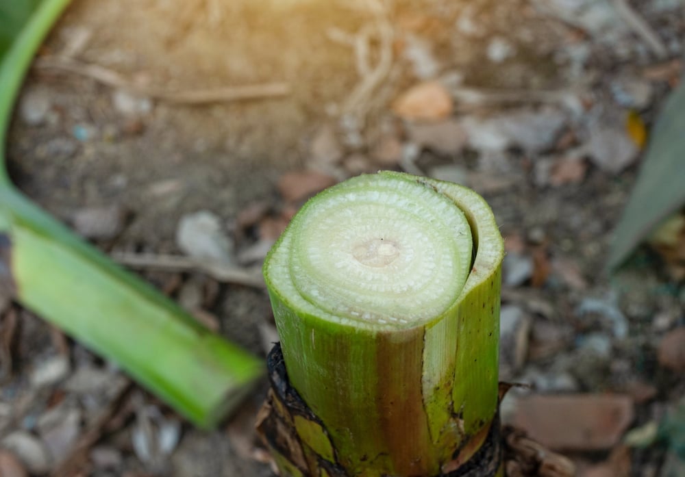 The,Newly,Cut,Banana,Tree,,The,Banana,Tree,Stump.