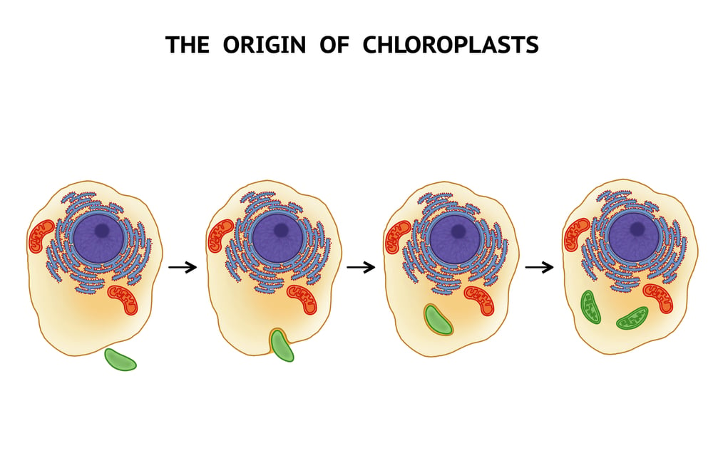 The,Origin,Of,Chloroplasts.,Endosymbiotic,Theory.,Symbiogenesis