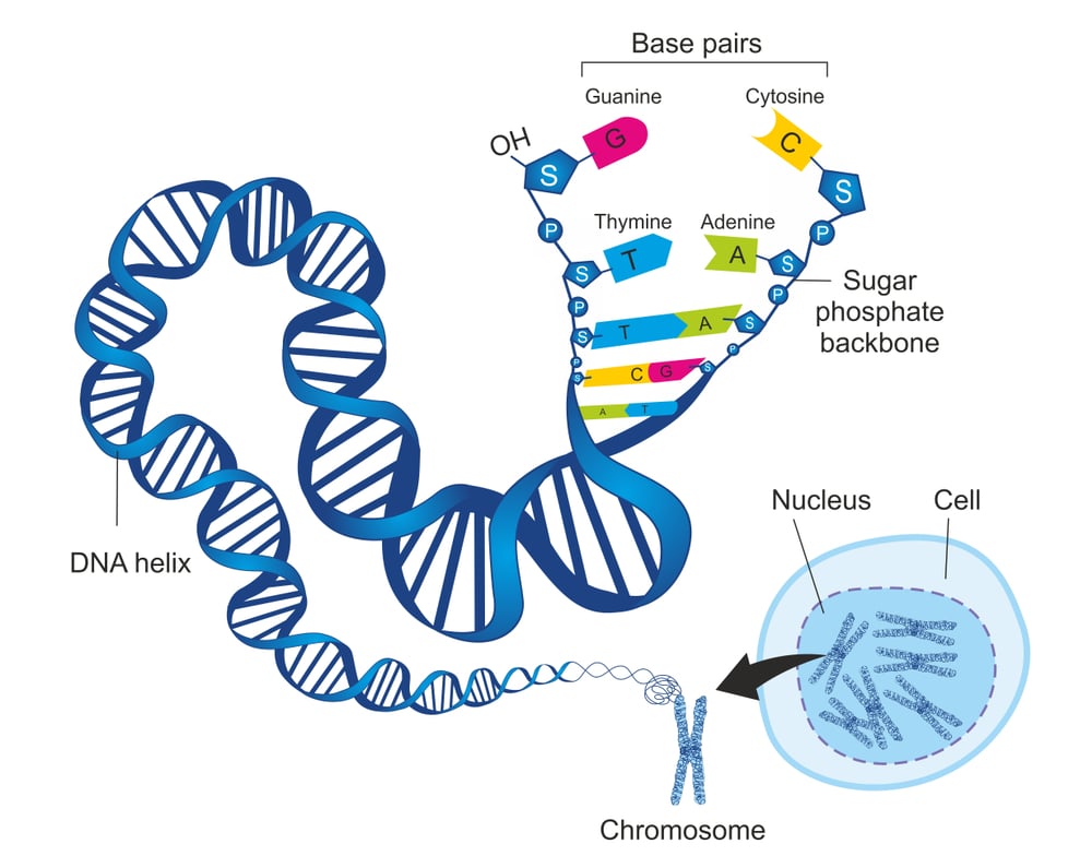The,Schematic,Illustration,Shows,The,Structure,Of,Double,Stranded,Deoxyribonucleic