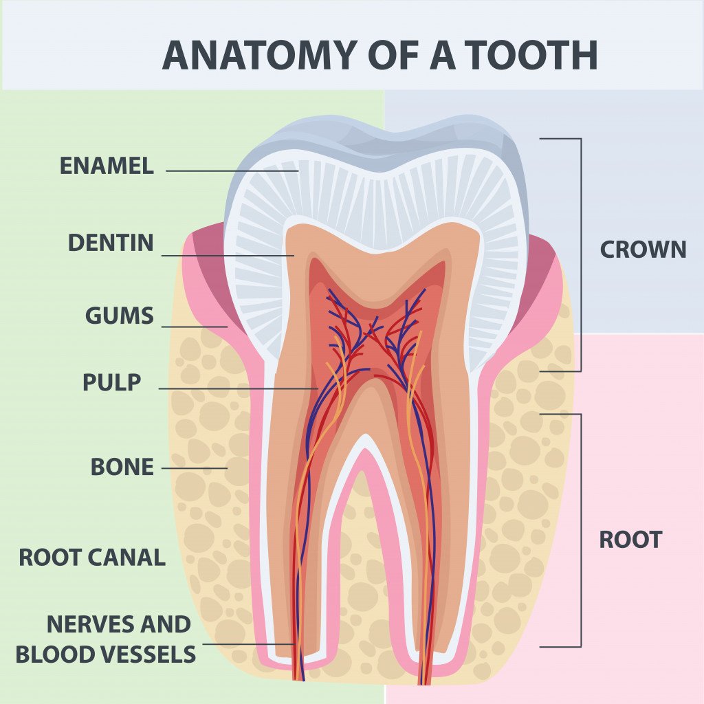Tooth anatomy vector dental infographics. Medical banner or poster illustration (2)