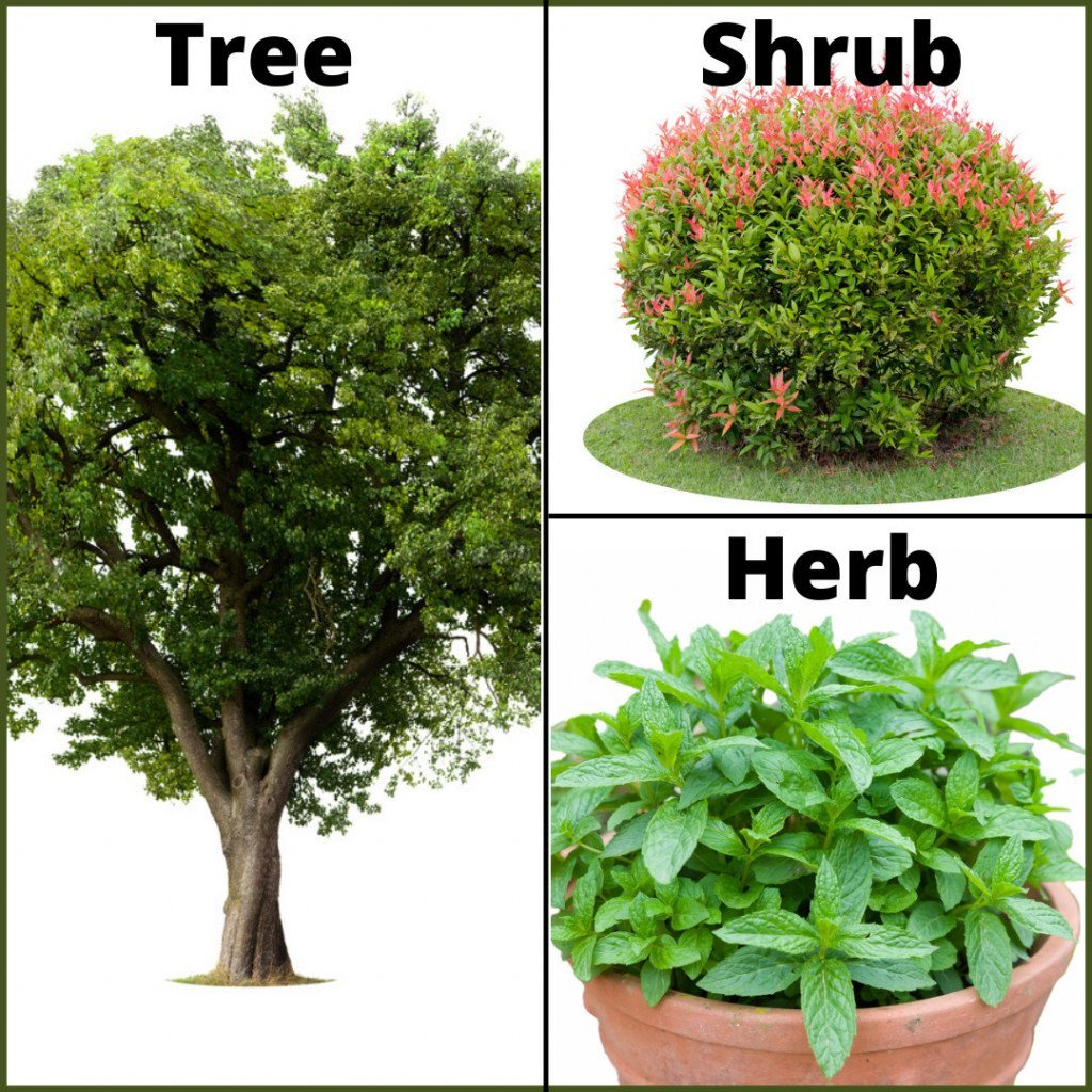 Albero-arbusto-erba