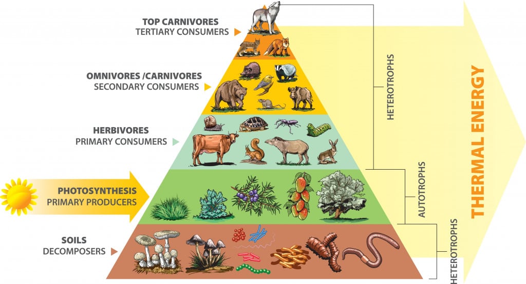 Vector Illustration of food chain - energy pyramid - educational infographic.