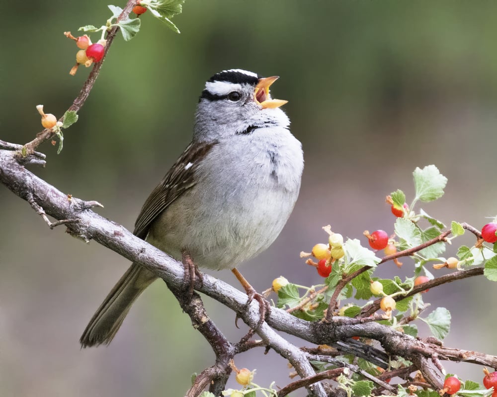 White-crowned,Sparrow,Singing,On,A,Branch,With,Red,Berries