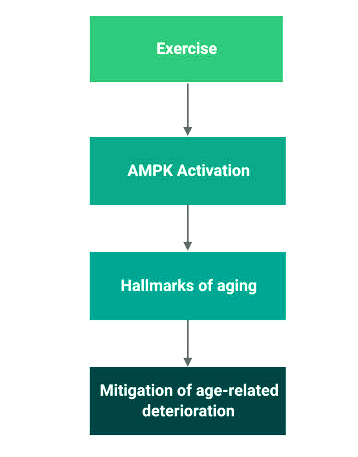 How exercise provides anti-ageing effects.