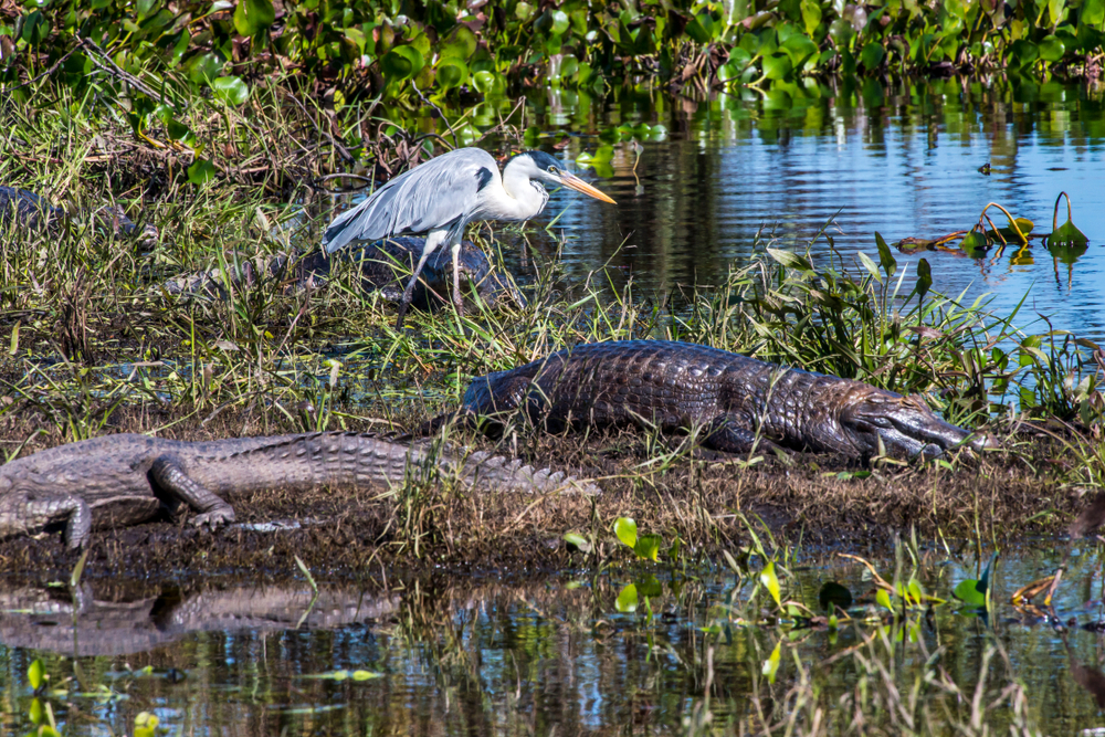 Cocoi,Heron,And,Yacare,Caiman,Photographed,In,Corumbã¡,,Mato,Grosso