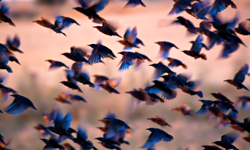 A flock of birds in flight