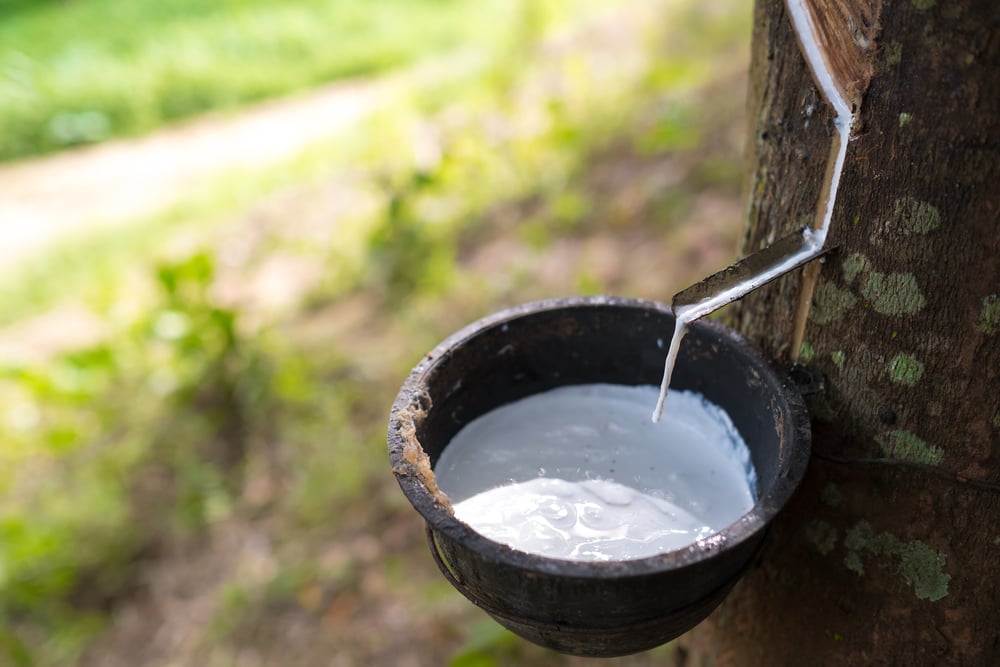 The latex dropping from a rubber tree.