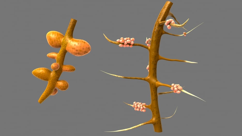 Root,Nodules,Of,Leguminous,Plants,3d,Illustration
