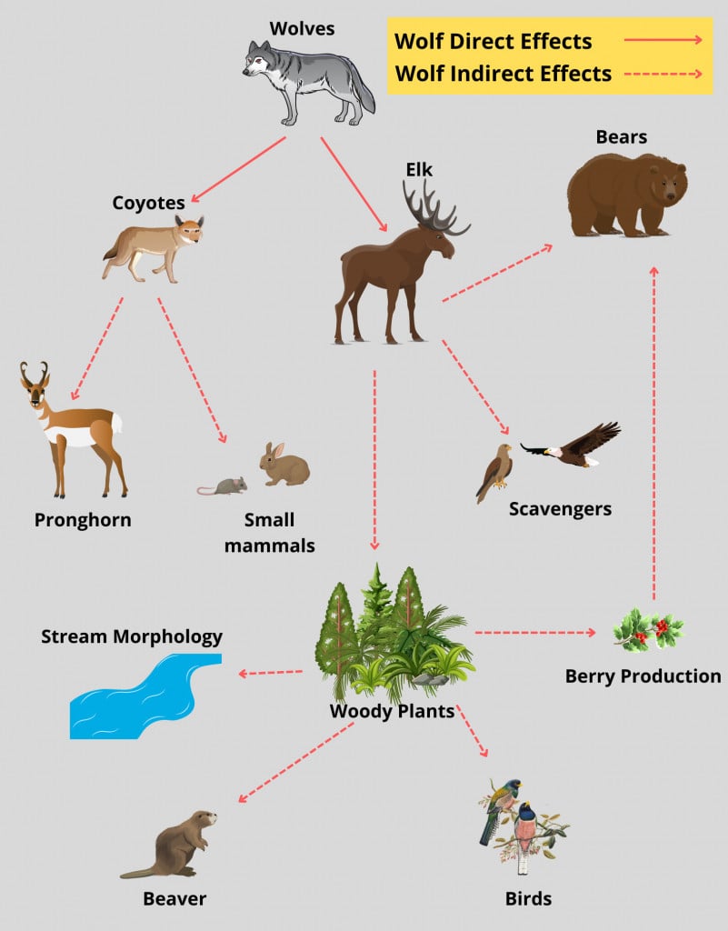 Direct and indirect effects of wolf extermination