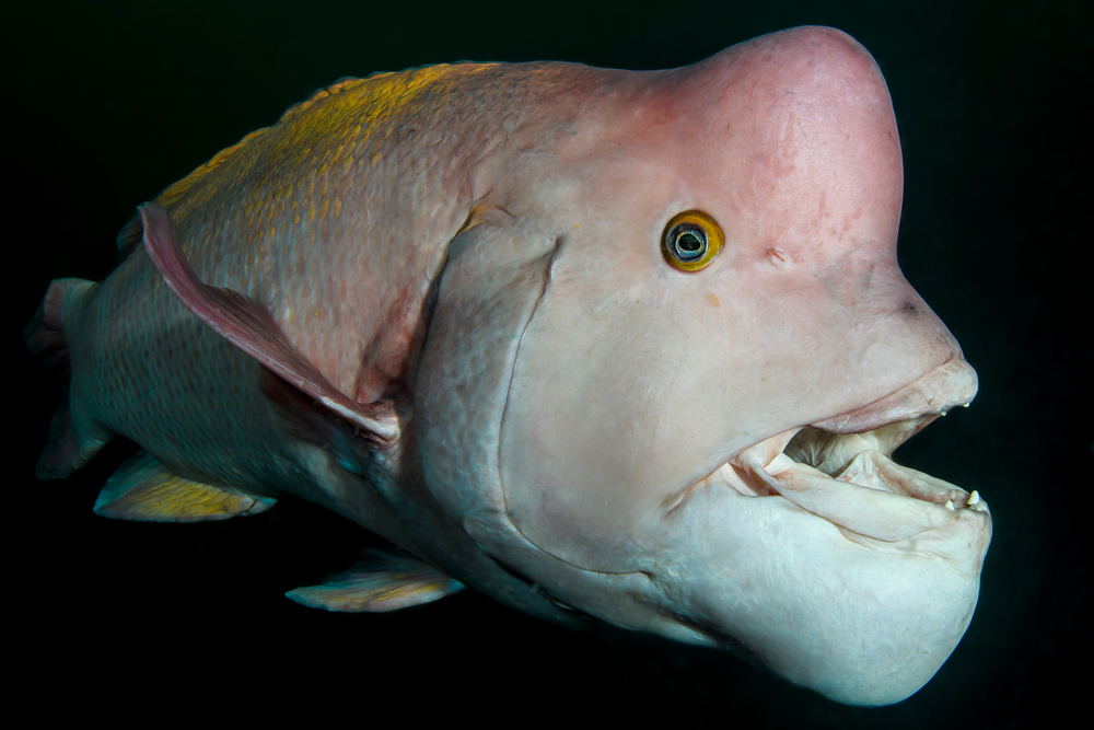 Asian,Sheepshead,Wrasse,Posing,Underwater