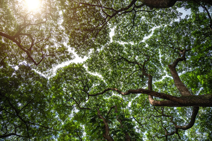 Branches of big green trees and sunlight from under the tree. Crown shyness phonomenon, tree crowns do not touch each other