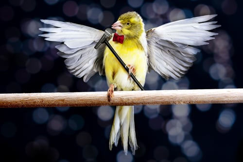 Canary,With,Microphone,Singing,On,A,StickCanary,With,Microphone,Singing,On,A,Stick