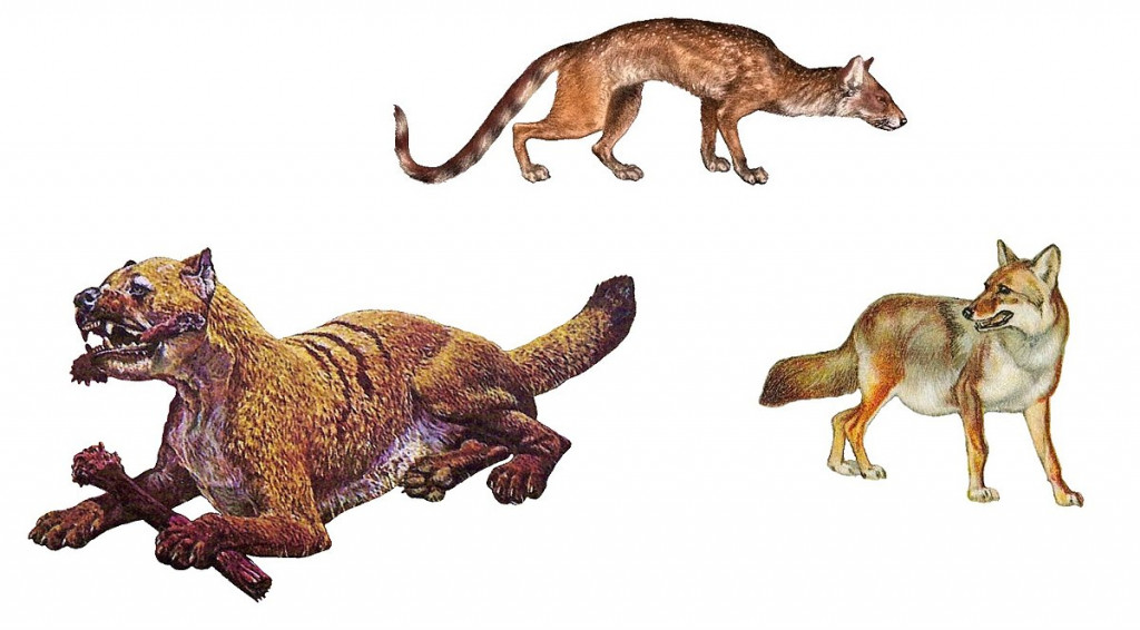 Canidae subfamilies