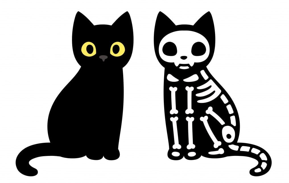 Cartoon black cat drawing with skeleton, cute Schrodinger's cat illustration. Funny Halloween clip art design.