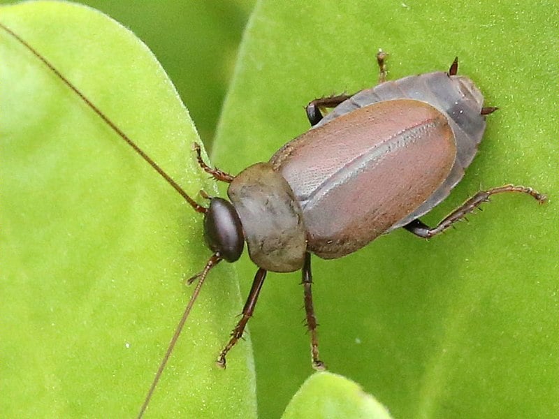 Diploptera punctata adult