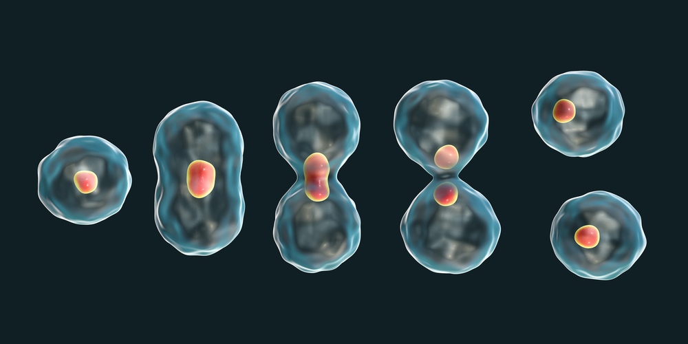Division,Of,A,Cell,,Mitosis,Concept,,3d,Illustration