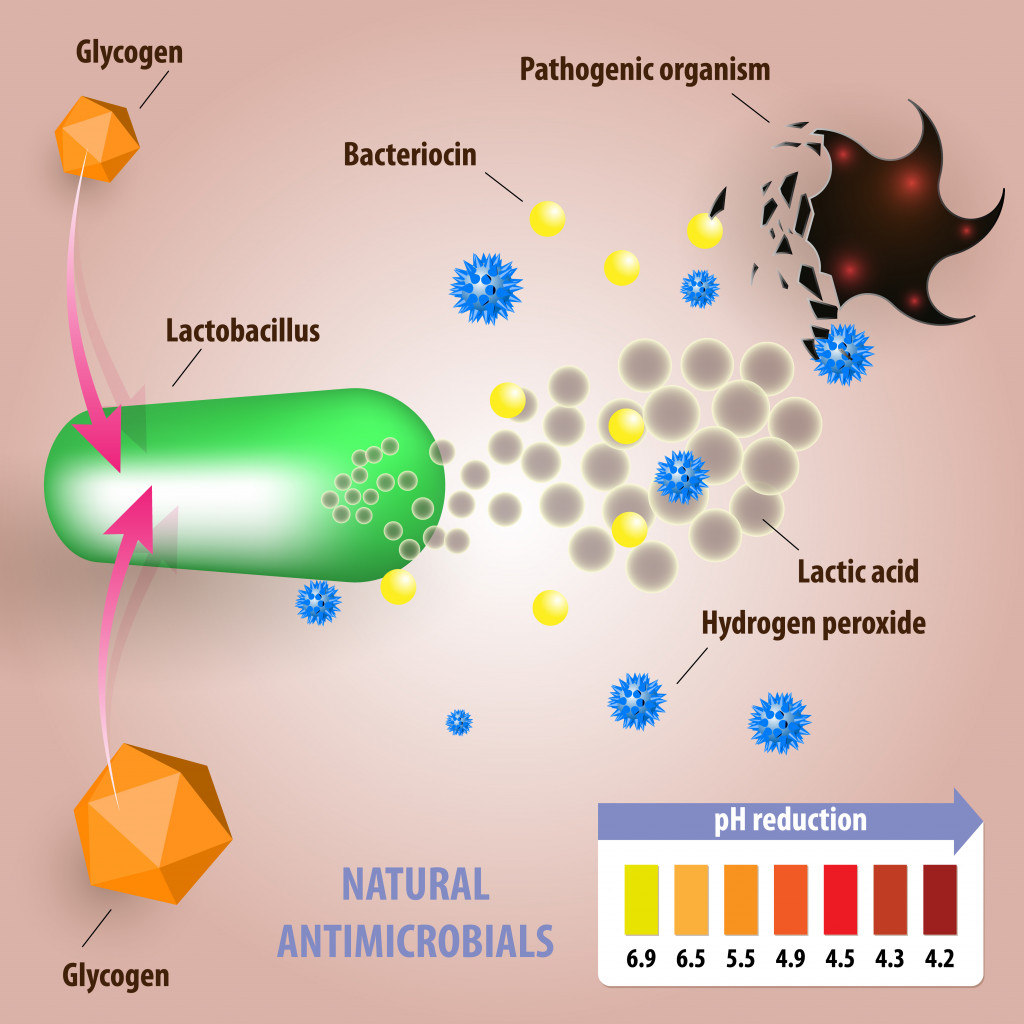 Female normal vaginal micro flora. Vector medical illustration