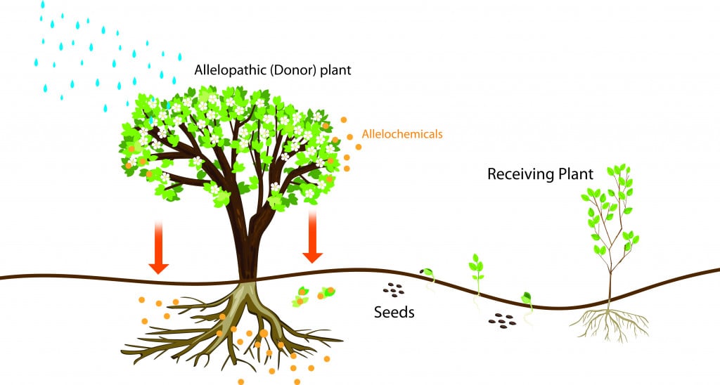 Illustration of the allelopathic effect