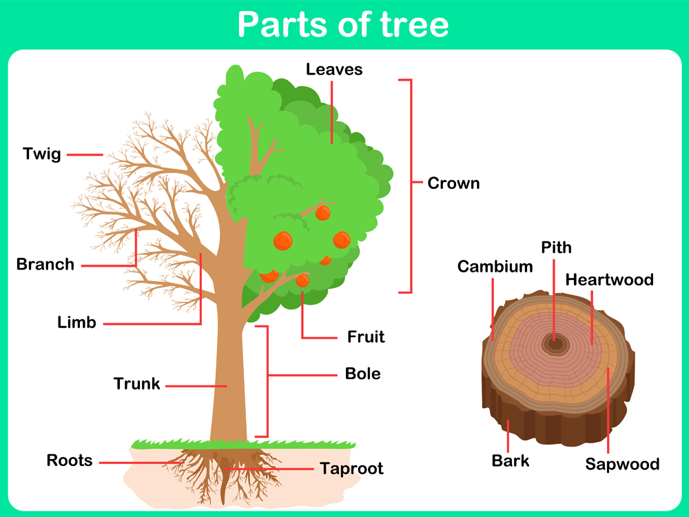 Leaning,Parts,Of,Tree,For,Kids,-,Worksheet