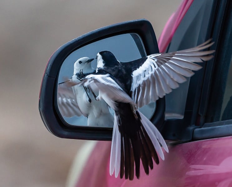 Little bird looking in the mirror