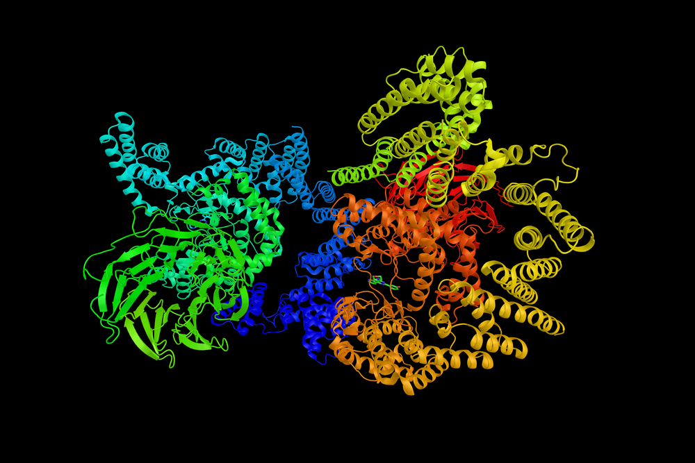 Mechanistic,Target,Of,Rapamycin,,A,Protein,Which,Regulates,Cell,Growth,