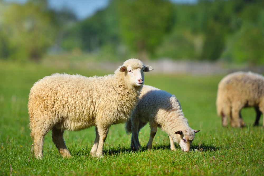 Sheeps,In,A,Meadow,On,Green,Grass