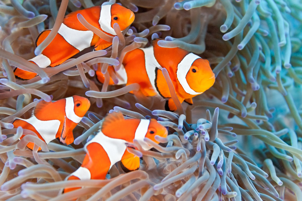 Shoal,Of,Clownfish