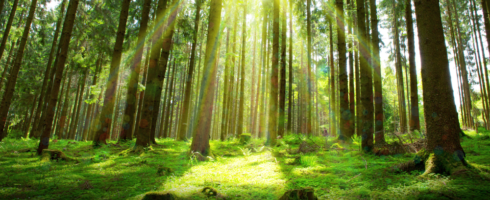 Sunlight,In,Germany,Forest.,Spring,Nature,Background.